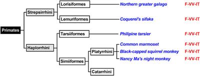 The Reaction Specificity of Mammalian ALOX15 Orthologs is Changed During Late Primate Evolution and These Alterations Might Offer Evolutionary Advantages for Hominidae
